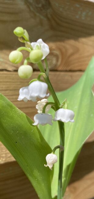 1 mai 2020. Je m’appelle le muguet, je dégage un parfum léger, une douce effluve d’amitié, qui peut durer l’éternité, je sais que j’apporte l’amour, dans les maisons pour toujours, sous ma collerette de bonheur, je protégerai ton cœur. Nathalie